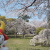 桜の見頃も終わりどき、これで一旦写活も自粛せざるを得ません４