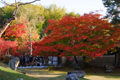 今年最後の見頃であろう紅葉in高台寺４