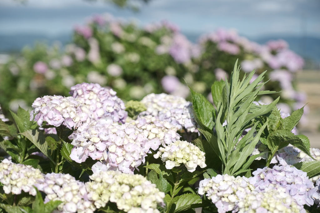 晴れた日の宮荘川の紫陽花７