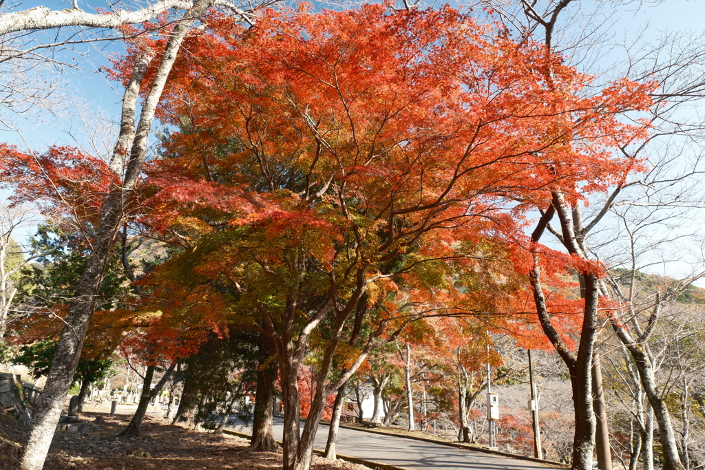 X-T5新調後、年末最後の紅葉(龍野公園)３