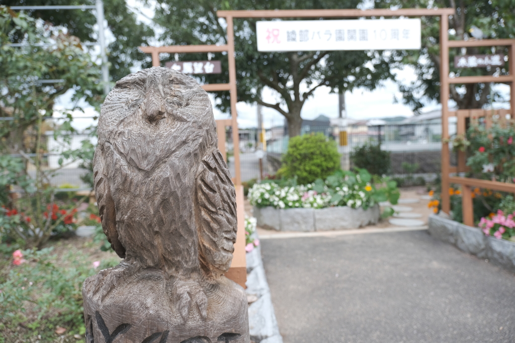 ちょっとだけ変わった所があるあやべグンゼスクエアのバラ園４