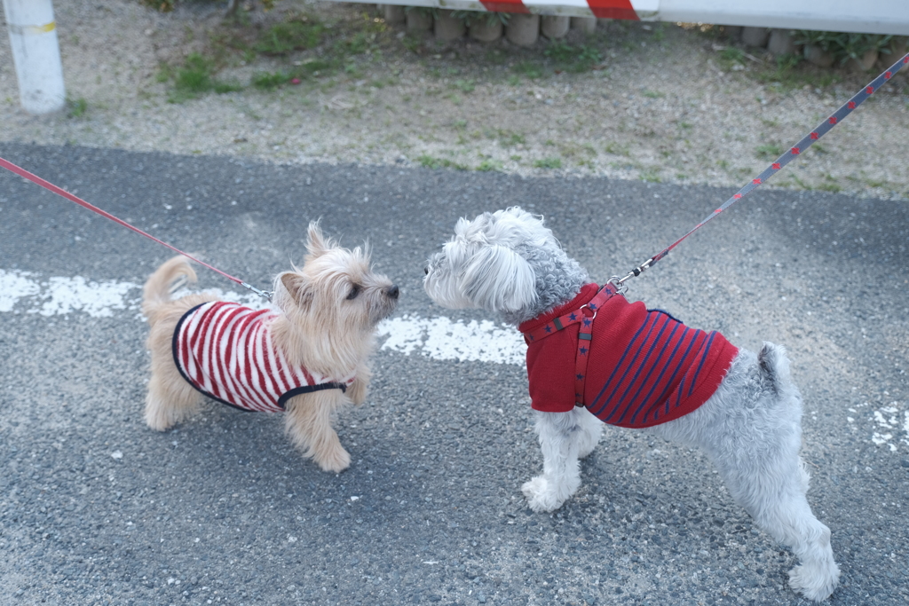 正月の帰省は犬の散歩がメインだった１