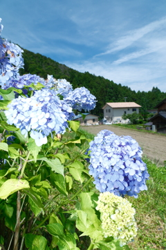 若狭瓜割名水公園にて１０
