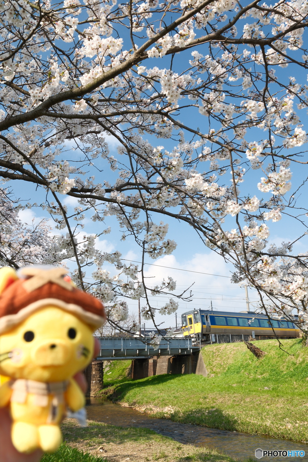 玉湯川堤の桜は長い道のり４