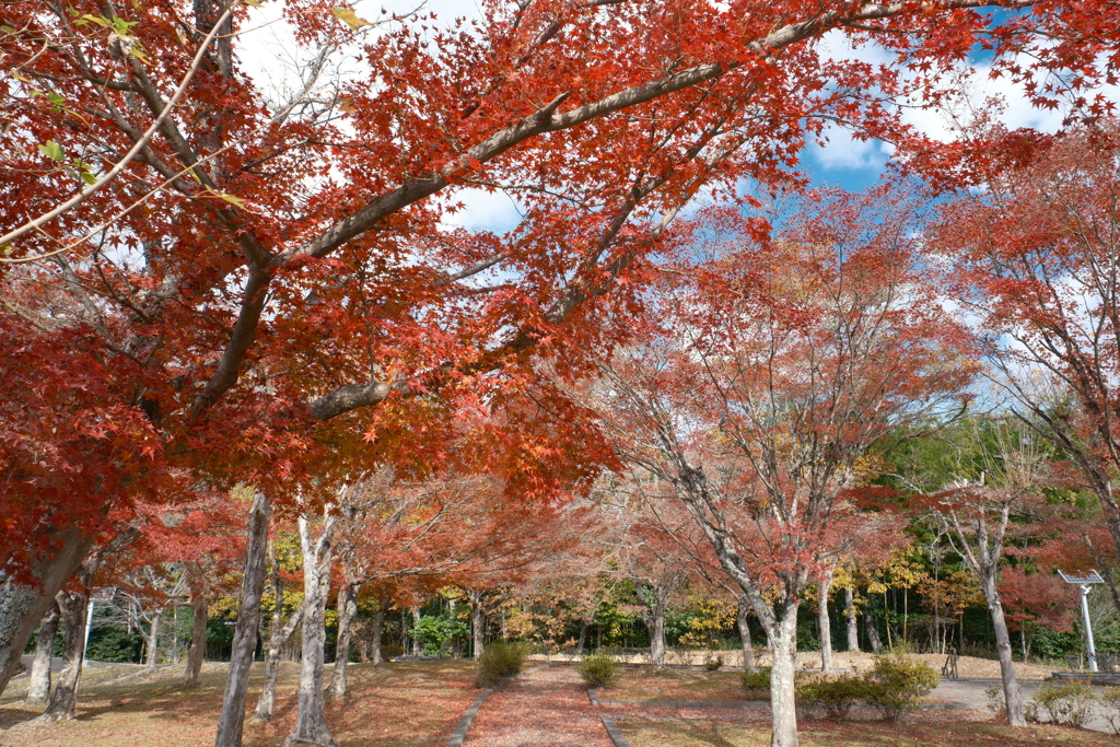 12月の紅葉９