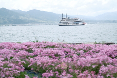 大津湖岸なぎさ公園の芝桜４