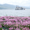 大津湖岸なぎさ公園の芝桜４