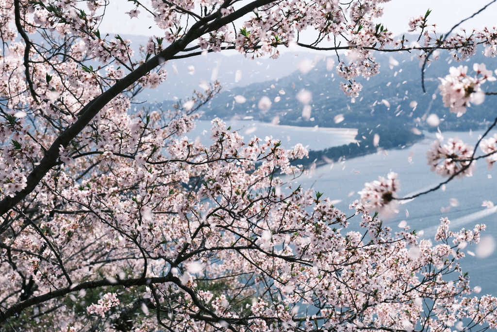 桜吹雪が舞った瞬間、桜の見頃も終わろうとする