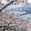 桜吹雪が舞った瞬間、桜の見頃も終わろうとする