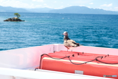 伊根湾めぐり遊覧船に乗って１