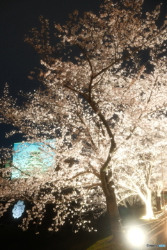 熊本城周辺の夜桜６