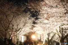 熊本城周辺の夜桜５