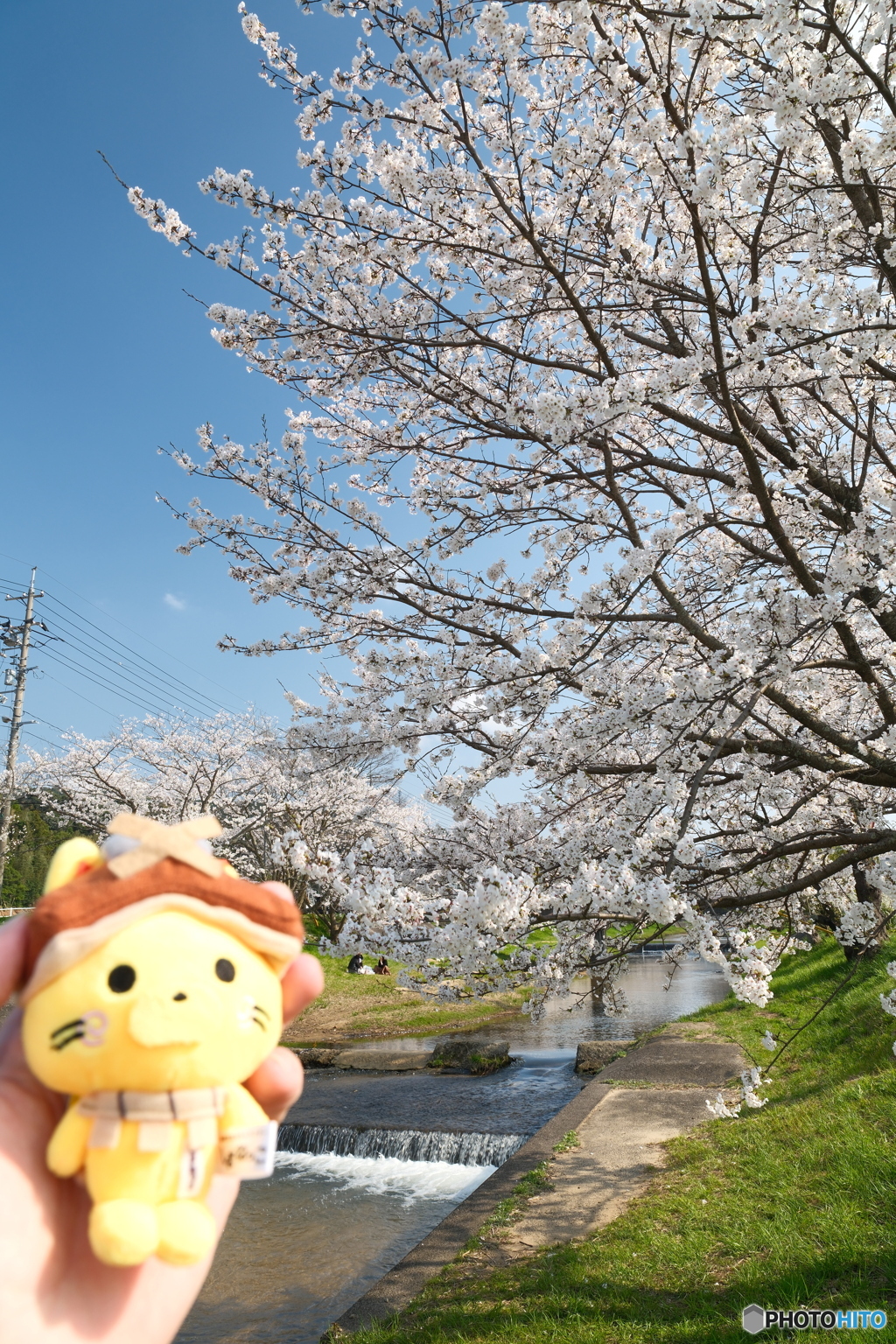 玉湯川堤の桜は長い道のり６