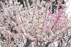 今年やっと見れた梅の花１