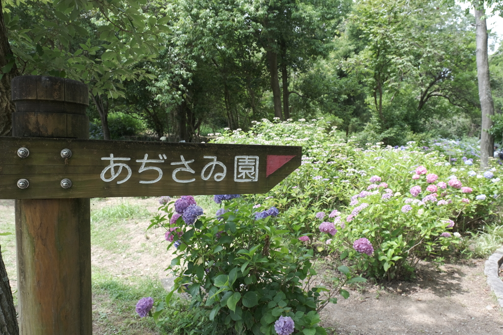 6月下旬、あぢさゐの見頃も終わりどき１