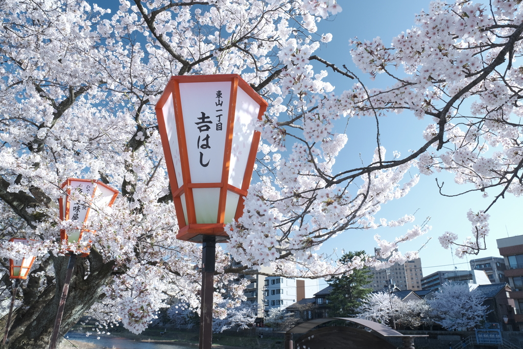 快晴の桜日和、浅野川沿い６