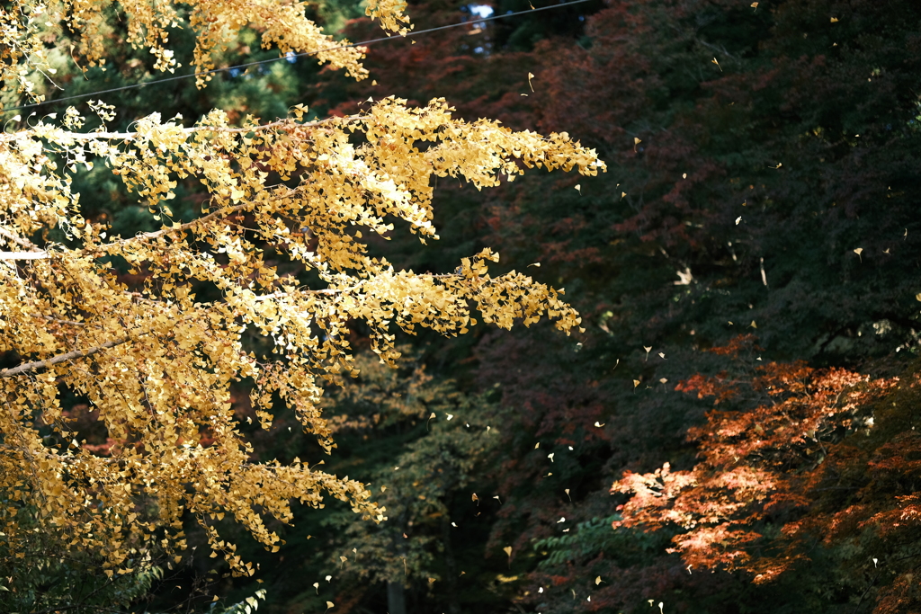 飛騨の里を巡った後、駆け足で巡る飛騨高山の紅葉３