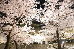 終電迄時間がなかったので大急ぎで撮った夜桜、金沢城公園６