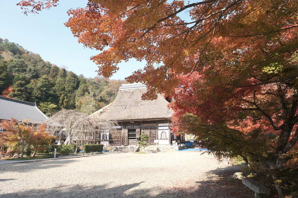 仕事は休業中、紅葉はフル稼働６