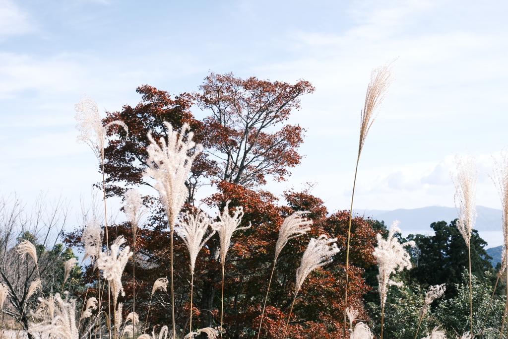 展望台へ続く山道２
