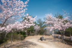 桜の季節で数少ない週末晴れた時１０