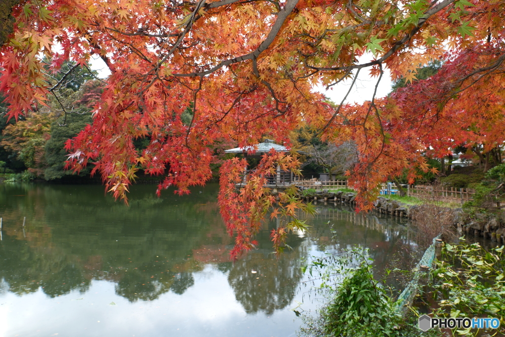 2024-11高岡古城公園の紅葉5