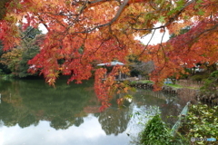 2024-11高岡古城公園の紅葉5