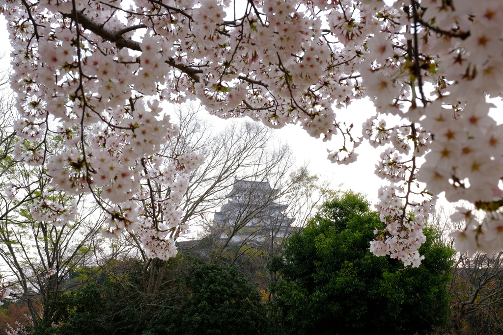 桜は満開、花見客は満杯５