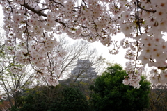 桜は満開、花見客は満杯５