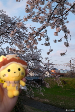 玉湯川堤の桜の夕暮れ４