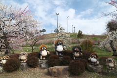 今年やっと見れた梅の花５