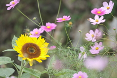 向日葵と秋桜