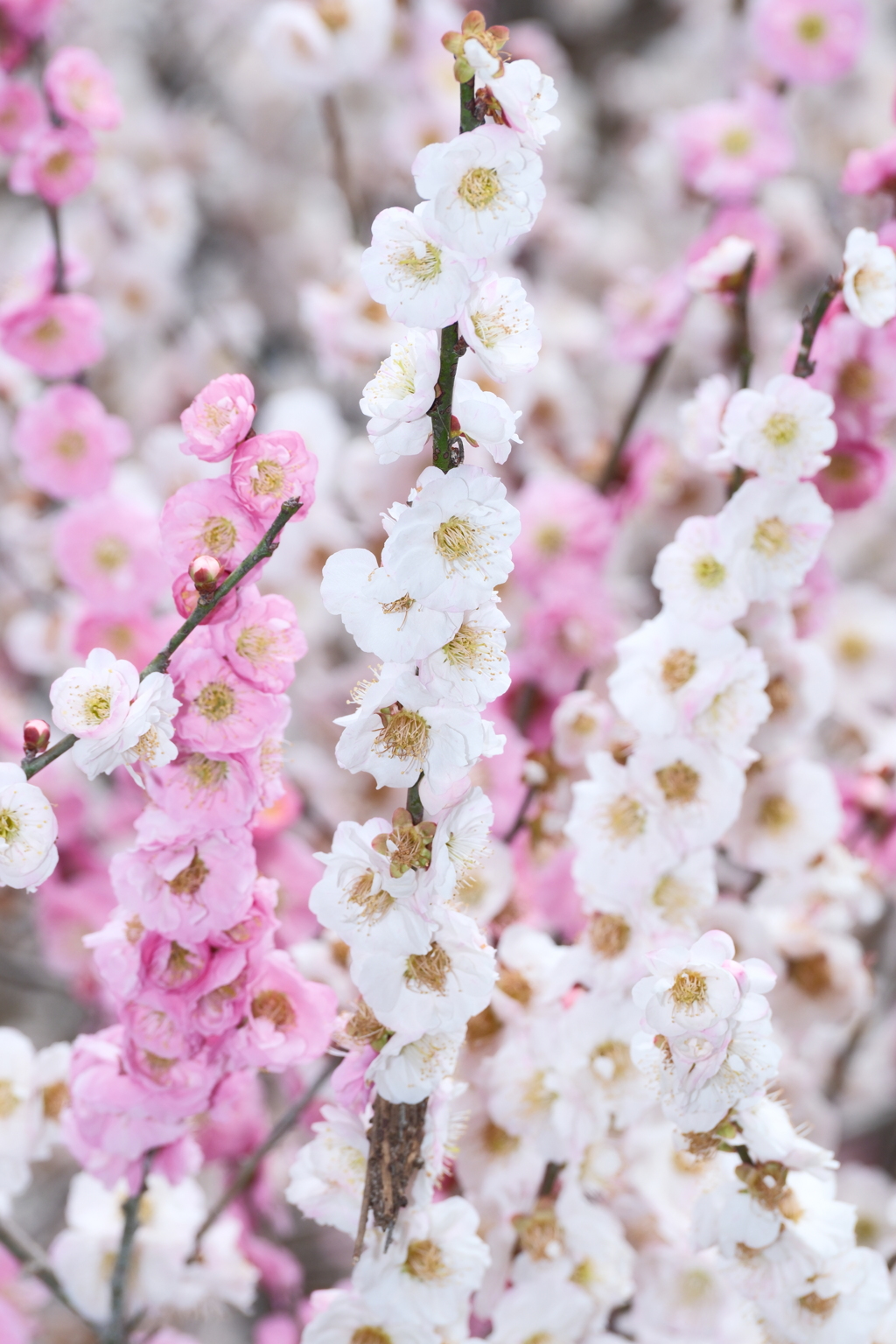 今年やっと見れた梅の花２