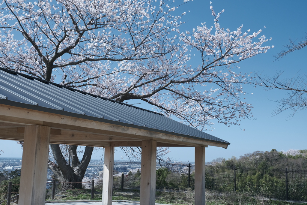 快晴の桜日和、卯辰山公園にて４