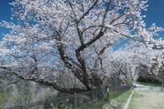 快晴の桜日和、卯辰山公園にて２