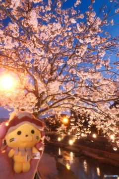 玉湯川堤の夜桜３