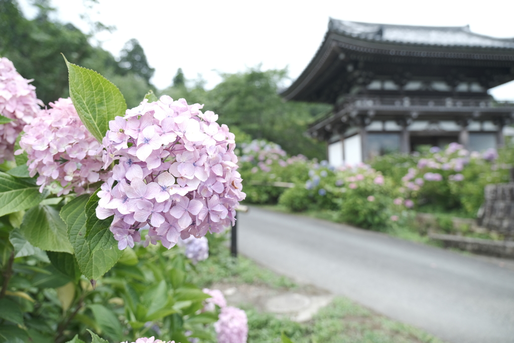 6月末も真夏に劣らぬ暑さの紫陽花１