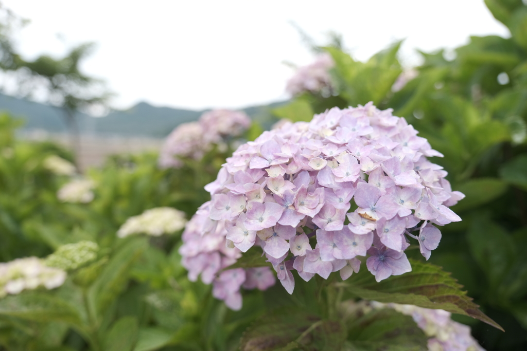 宮荘川の紫陽花１