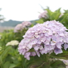 宮荘川の紫陽花１