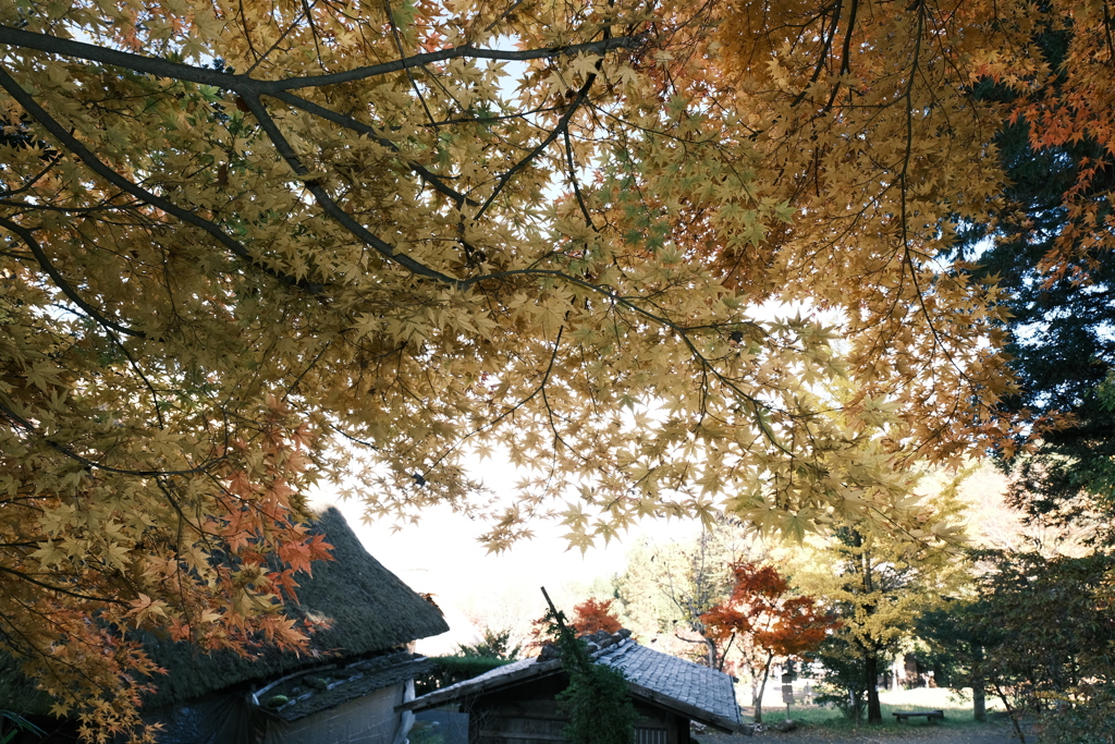 飛騨の里の紅葉巡り２１