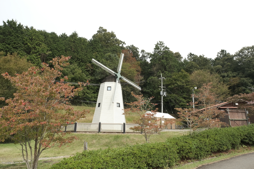 綾部ふれあい牧場にて色付き始まり