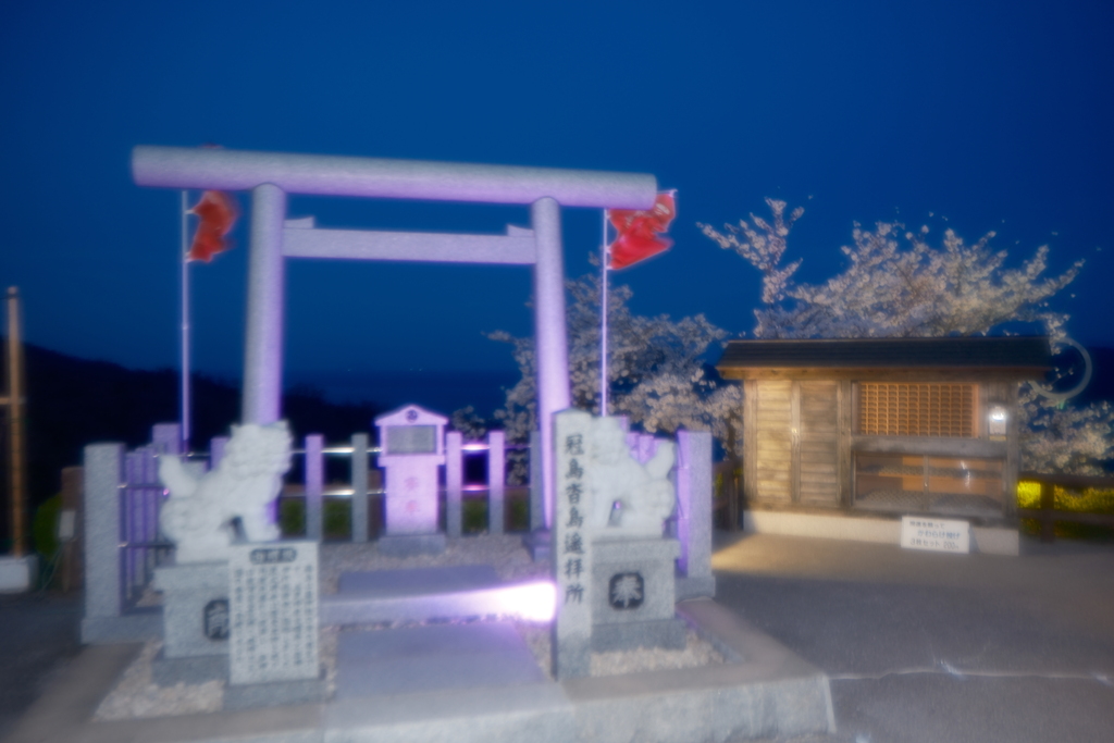 傘松公園夜桜ライトアップ、傘彩桜１