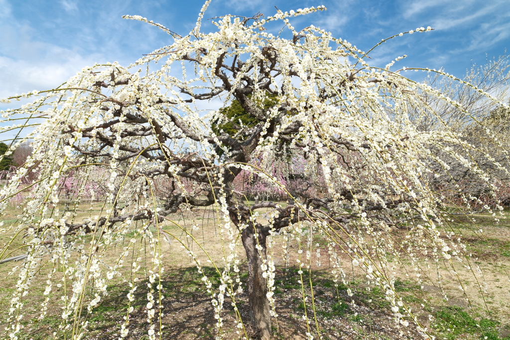 今年やっと見れた梅の花２３