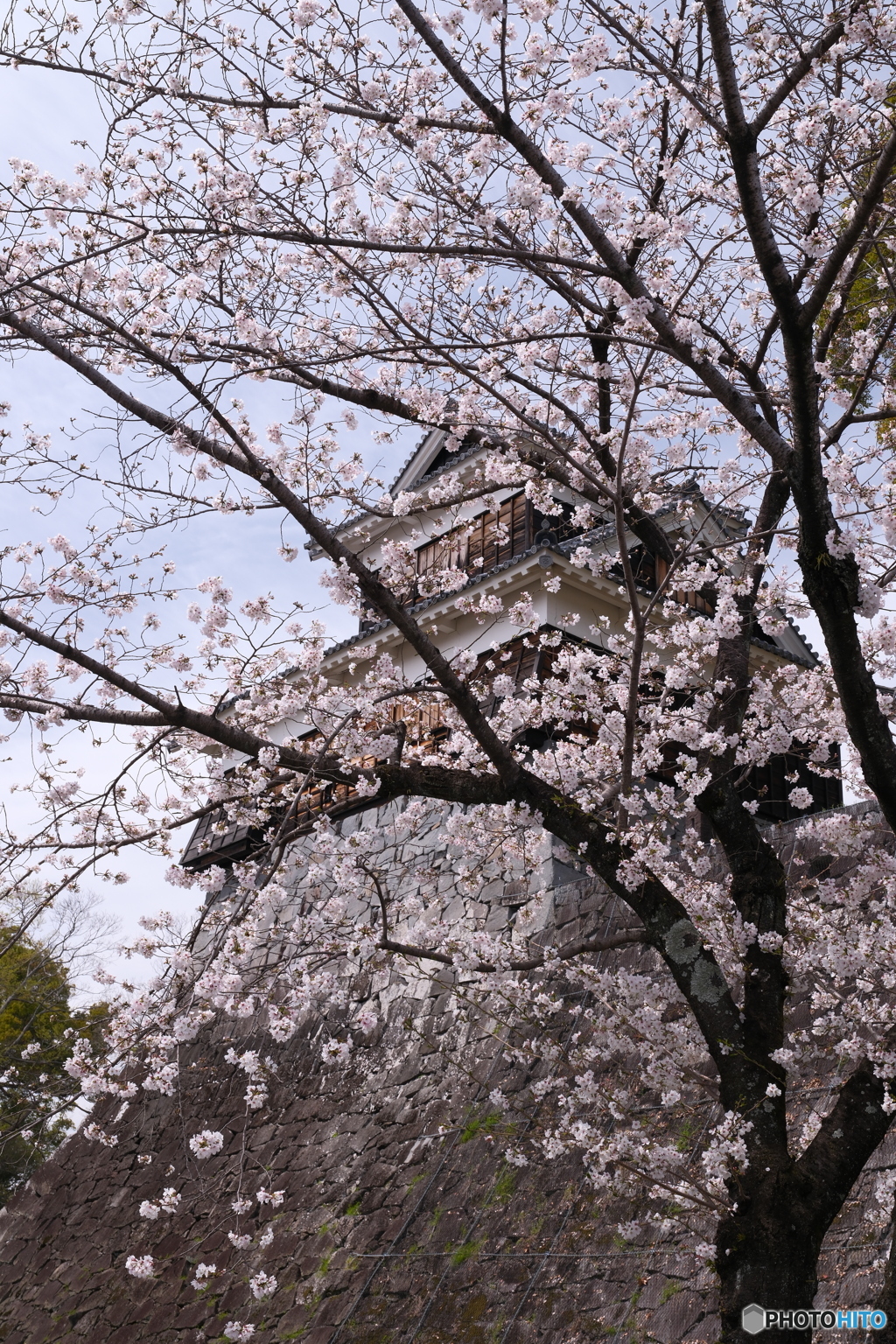 熊本城周辺の桜４