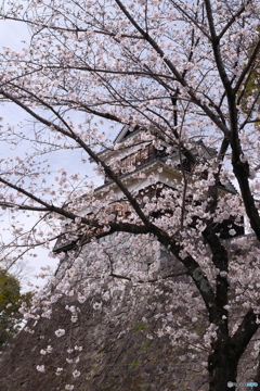 熊本城周辺の桜４