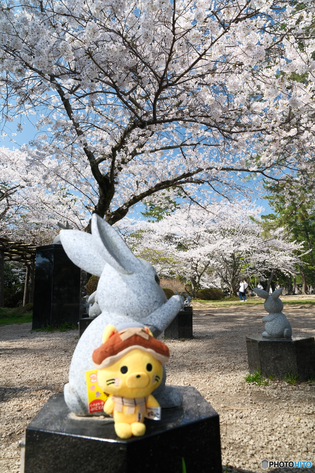 良縁は快晴の桜巡りにあり１２