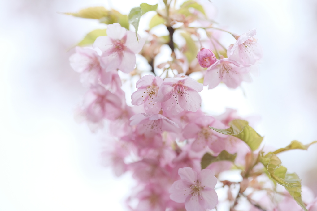 水滴が残る花びら２