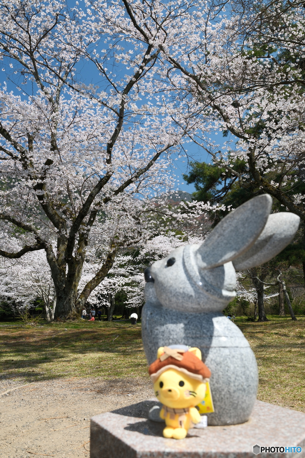 良縁は快晴の桜巡りにあり６
