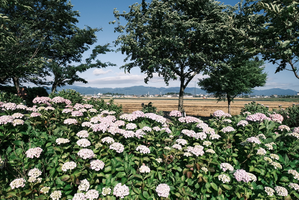 晴れた日の宮荘川の紫陽花５