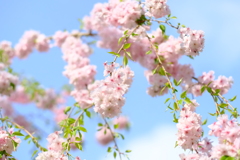 大美和の杜 展望台周辺の桜4